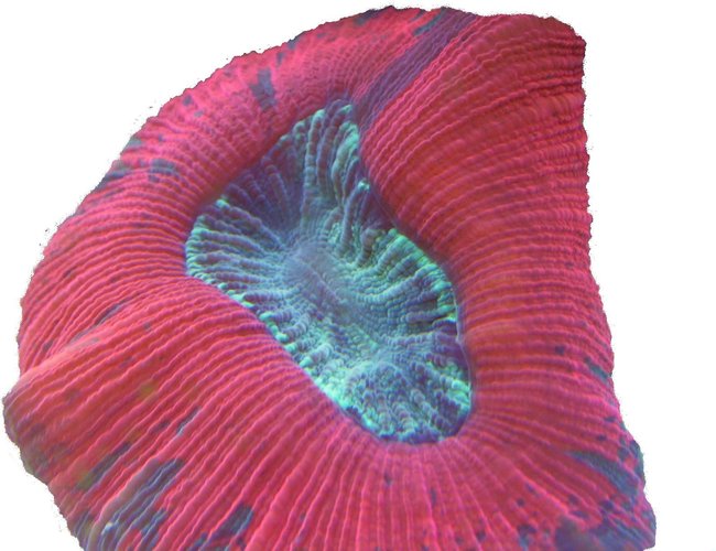 corals inverts - trachyphyllia geoffroyi - brain coral, trachyphyllia stocking in 65 gallons tank - Great color. corals inverts - trachyphyllia geoffroyi - brain coral, trachyphyllia stocking in 65 gallons tank - Great color.