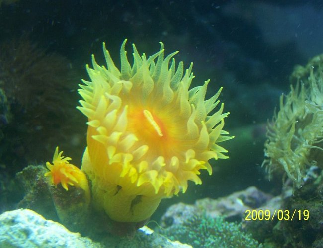 corals inverts - dendrophylliidae - dendrophyllia stocking in 75 gallons tank - My Dendro corals inverts - dendrophylliidae - dendrophyllia stocking in 75 gallons tank - My Dendro