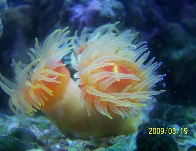 corals inverts - dendrophylliidae - dendrophyllia stocking in 75 gallons tank - Flaming eye dendro corals inverts - dendrophylliidae - dendrophyllia stocking in 75 gallons tank - Flaming eye dendro