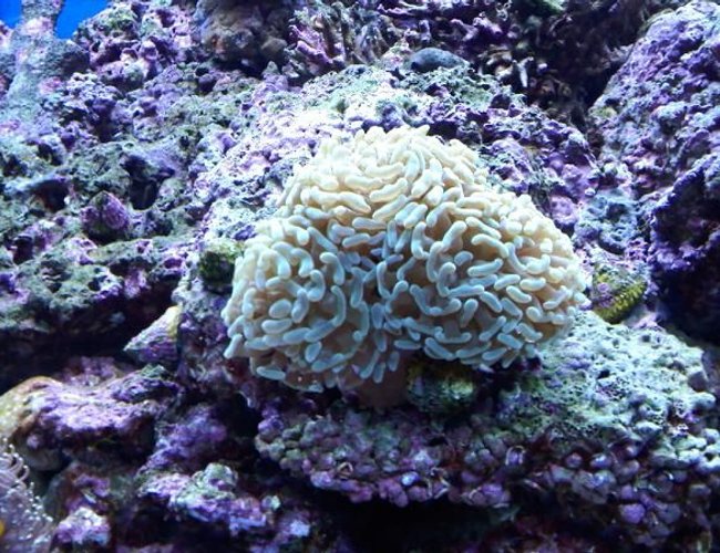 corals inverts - euphyllia paranchora - hammer / anchor coral, branching stocking in 120 gallons tank - branching hammer corals inverts - euphyllia paranchora - hammer / anchor coral, branching stocking in 120 gallons tank - branching hammer