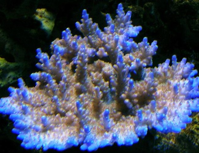corals inverts - acropora efflorescens - blue tip efflo stocking in 120 gallons tank - Blue tip efflo corals inverts - acropora efflorescens - blue tip efflo stocking in 120 gallons tank - Blue tip efflo