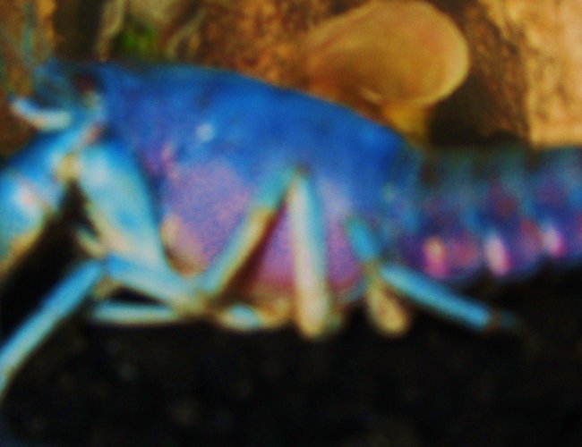 corals inverts - procambarus sp. - hammers cobalt blue lobster stocking in 15 gallons tank - Electric Blue Lobster corals inverts - procambarus sp. - hammers cobalt blue lobster stocking in 15 gallons tank - Electric Blue Lobster