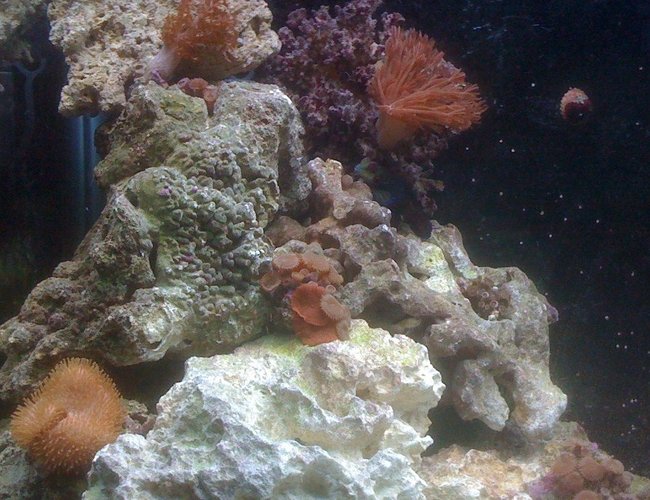 corals inverts - actinodiscus sp. - mushroom coral stocking in 55 gallons tank - conner corals inverts - actinodiscus sp. - mushroom coral stocking in 55 gallons tank - conner
