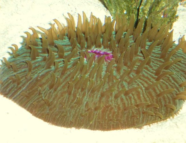 corals inverts - fungia repanda - plate coral, neon green - short tentacle stocking in 55 gallons tank - Here is a fantastic plate coral corals inverts - fungia repanda - plate coral, neon green - short tentacle stocking in 55 gallons tank - Here is a fantastic plate coral