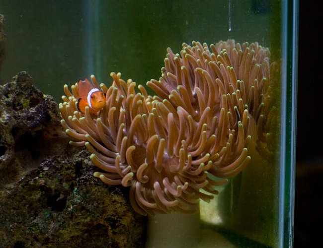 corals inverts - macrodactyla doreensis - long tentacle anemone stocking in 29 gallons tank - Long Tentacle Anemone w/ Tank Raised Clown Fish corals inverts - macrodactyla doreensis - long tentacle anemone stocking in 29 gallons tank - Long Tentacle Anemone w/ Tank Raised Clown Fish