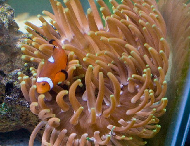 corals inverts - macrodactyla doreensis - long tentacle anemone stocking in 29 gallons tank - Long Tentacle Anemone w/Tank Raised Clown Fish corals inverts - macrodactyla doreensis - long tentacle anemone stocking in 29 gallons tank - Long Tentacle Anemone w/Tank Raised Clown Fish