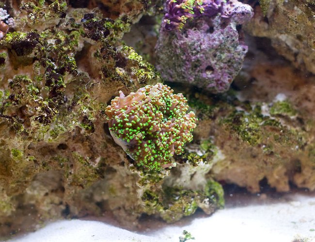 corals inverts - euphyllia paradivisa - frogspawn coral - branched stocking in 29 gallons tank - Grape Frogspawn corals inverts - euphyllia paradivisa - frogspawn coral - branched stocking in 29 gallons tank - Grape Frogspawn