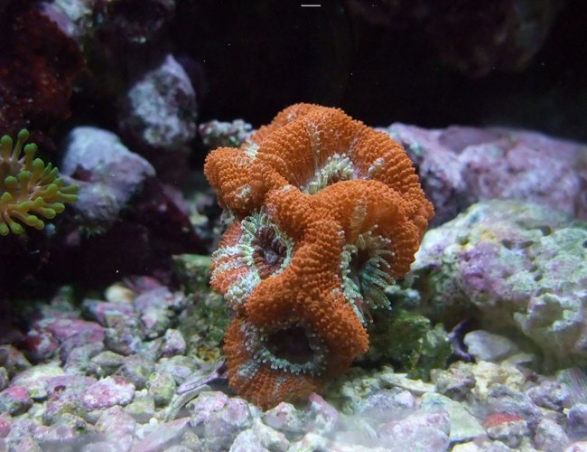 corals inverts - acanthastrea lordhowensis - aussie acan lord stocking in 130 gallons tank - Nice Little Acan :) corals inverts - acanthastrea lordhowensis - aussie acan lord stocking in 130 gallons tank - Nice Little Acan :)