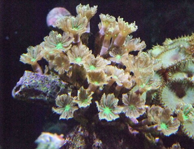 corals inverts - clavularia sp. - clove polyp stocking in 130 gallons tank - Clove polyps corals inverts - clavularia sp. - clove polyp stocking in 130 gallons tank - Clove polyps