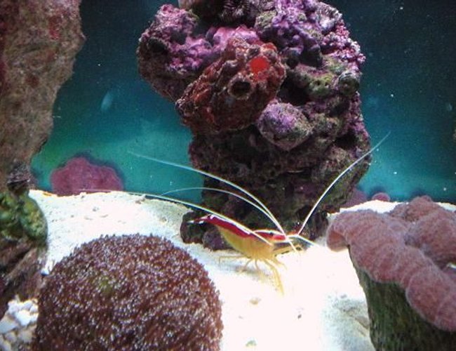 corals inverts - lysmata amboinensis - scarlet skunk cleaner shrimp stocking in 55 gallons tank - cleaner shrimp / sea squirt corals inverts - lysmata amboinensis - scarlet skunk cleaner shrimp stocking in 55 gallons tank - cleaner shrimp / sea squirt