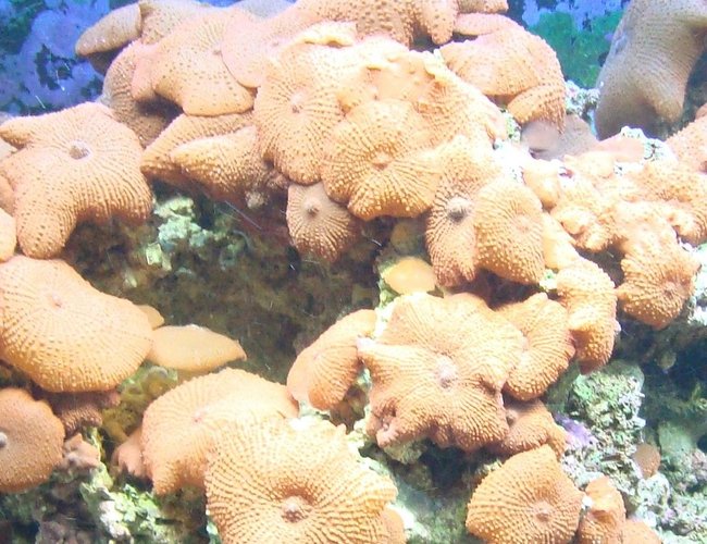 corals inverts - actinodiscus sp. - red mushroom stocking in 125 gallons tank - red mushrooms growing out of control corals inverts - actinodiscus sp. - red mushroom stocking in 125 gallons tank - red mushrooms growing out of control