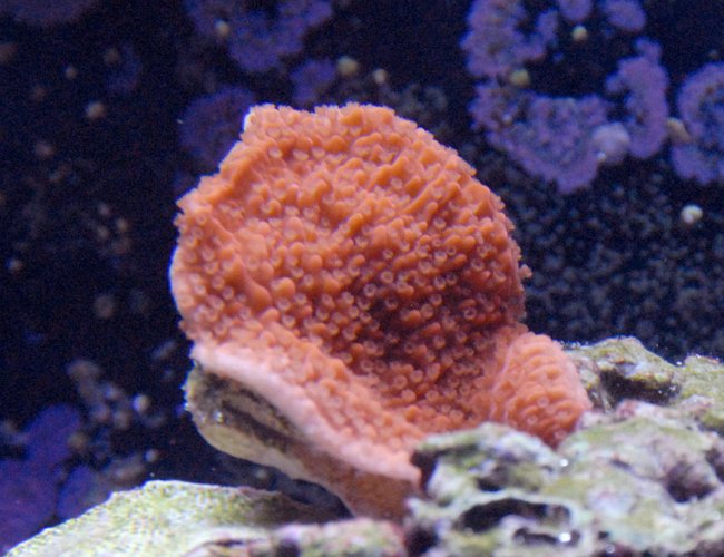 corals inverts - montipora capricornis - red candy cap coral stocking in 29 gallons tank - This is a montipora cap that I was given, another benefit of hanging out at the lfs and helping out. its growing very slowly, but extends all day every day. A gorgeous addition to any reef! corals inverts - montipora capricornis - red candy cap coral stocking in 29 gallons tank - This is a montipora cap that I was given, another benefit of hanging out at the lfs and helping out. its growing very slowly, but extends all day every day. A gorgeous addition to any reef!
