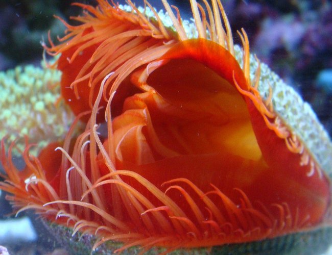 corals inverts - lima scabra - flame scallop stocking in 30 gallons tank - Flamming Scalop corals inverts - lima scabra - flame scallop stocking in 30 gallons tank - Flamming Scalop