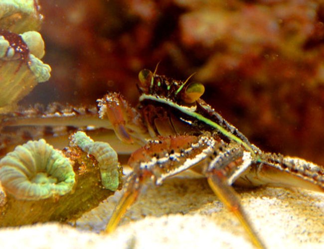 corals inverts - percnon gibbesi - sally lightfoot crab stocking in 75 gallons tank - Sally corals inverts - percnon gibbesi - sally lightfoot crab stocking in 75 gallons tank - Sally