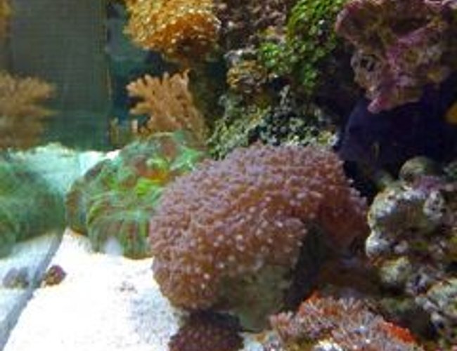 corals inverts - trachyphyllia radiata - wellso folded brain coral stocking in 210 gallons tank - Corals From the side corals inverts - trachyphyllia radiata - wellso folded brain coral stocking in 210 gallons tank - Corals From the side