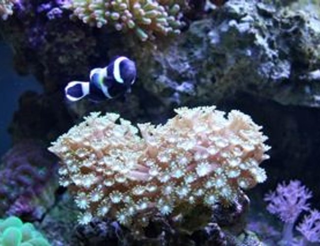 corals inverts - alveopora sp. - alveopora coral stocking in 210 gallons tank - Clowning Around in my Aussie Alvepora!!! corals inverts - alveopora sp. - alveopora coral stocking in 210 gallons tank - Clowning Around in my Aussie Alvepora!!!