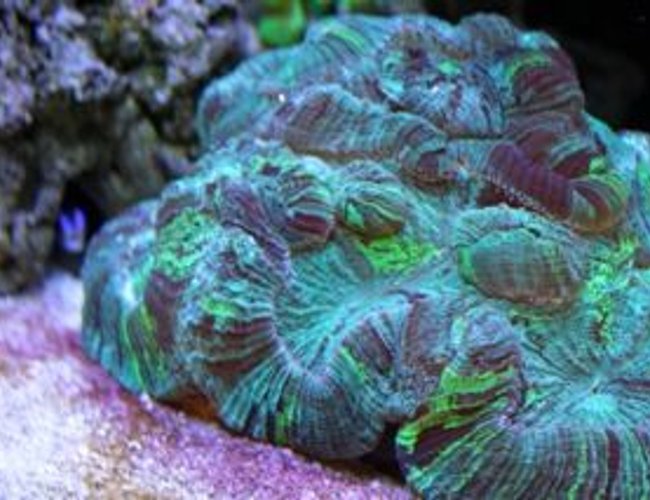 corals inverts - trachyphyllia radiata - brain coral stocking in 210 gallons tank - BRRRRAAAAAIIIIIIINNNNNNSSSS!!! Wesslophyillia Open Brain corals inverts - trachyphyllia radiata - brain coral stocking in 210 gallons tank - BRRRRAAAAAIIIIIIINNNNNNSSSS!!! Wesslophyillia Open Brain