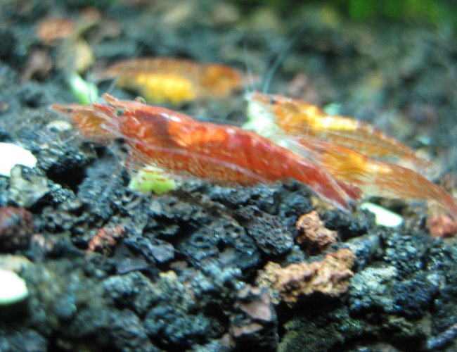 corals inverts - neocaridina denticulata sinensis - red cherry shrimp stocking in 10 gallons tank - A Red Cherry Shrimp -- up close. corals inverts - neocaridina denticulata sinensis - red cherry shrimp stocking in 10 gallons tank - A Red Cherry Shrimp -- up close.