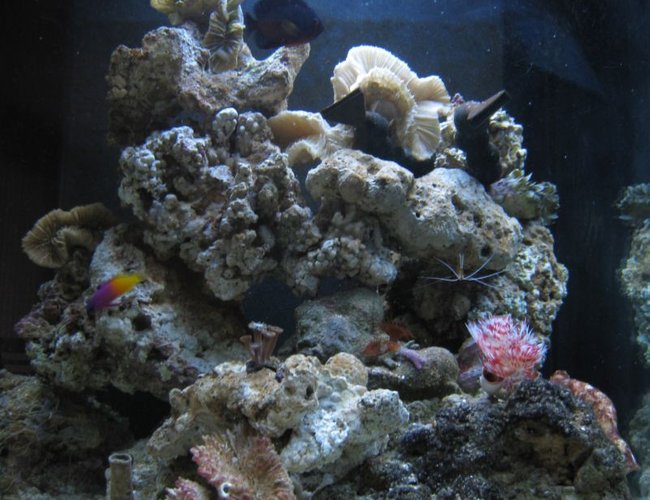 corals inverts - protula bispiralis - hard tube coco worm stocking in 35 gallons tank - My tank - 2.5 months old corals inverts - protula bispiralis - hard tube coco worm stocking in 35 gallons tank - My tank - 2.5 months old