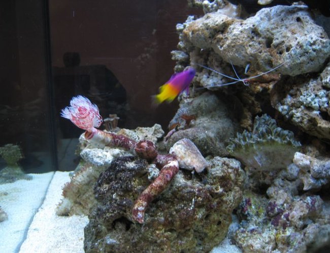 corals inverts - protula bispiralis - hard tube coco worm stocking in 35 gallons tank - fish corals inverts - protula bispiralis - hard tube coco worm stocking in 35 gallons tank - fish