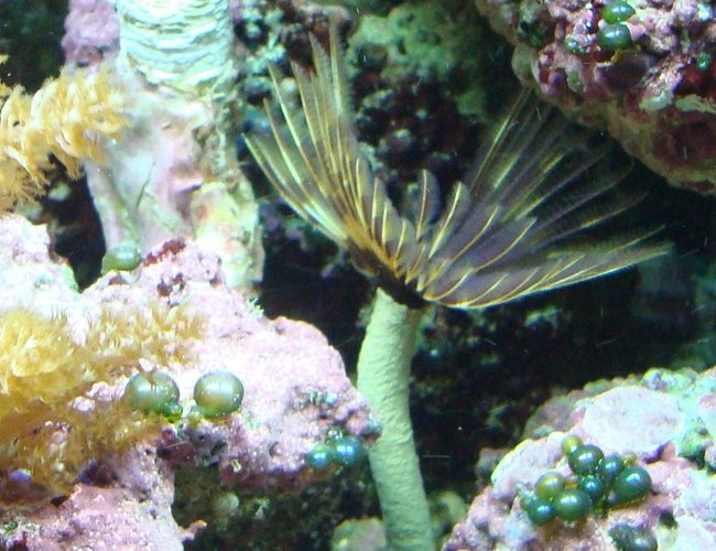 corals inverts - sabellastarte sp. - feather duster stocking in 125 gallons tank - feather duster next to my coco worm corals inverts - sabellastarte sp. - feather duster stocking in 125 gallons tank - feather duster next to my coco worm