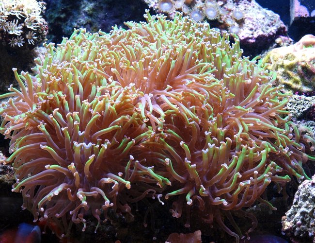 corals inverts - euphyllia paranchora - hammer / anchor coral, branching stocking in 125 gallons tank - Hammer coral corals inverts - euphyllia paranchora - hammer / anchor coral, branching stocking in 125 gallons tank - Hammer coral