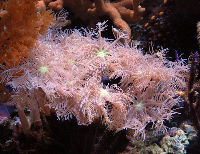 corals inverts - clavularia sp. - clove polyp stocking in 125 gallons tank - Clove coral corals inverts - clavularia sp. - clove polyp stocking in 125 gallons tank - Clove coral