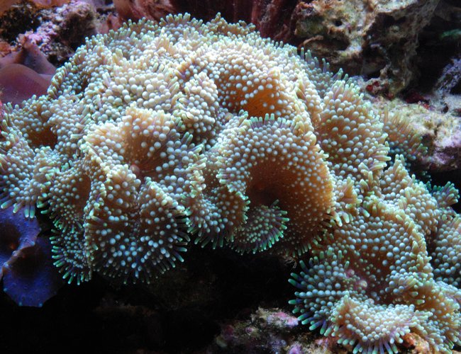 corals inverts - ricordea florida - ricordea mushroom, blue/green (caribbean) stocking in 125 gallons tank - Green Ricordea corals inverts - ricordea florida - ricordea mushroom, blue/green (caribbean) stocking in 125 gallons tank - Green Ricordea