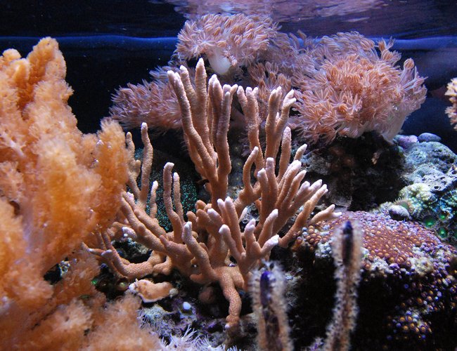 corals inverts - montipora digitata - montipora coral stocking in 125 gallons tank - Montipora Digitata corals inverts - montipora digitata - montipora coral stocking in 125 gallons tank - Montipora Digitata