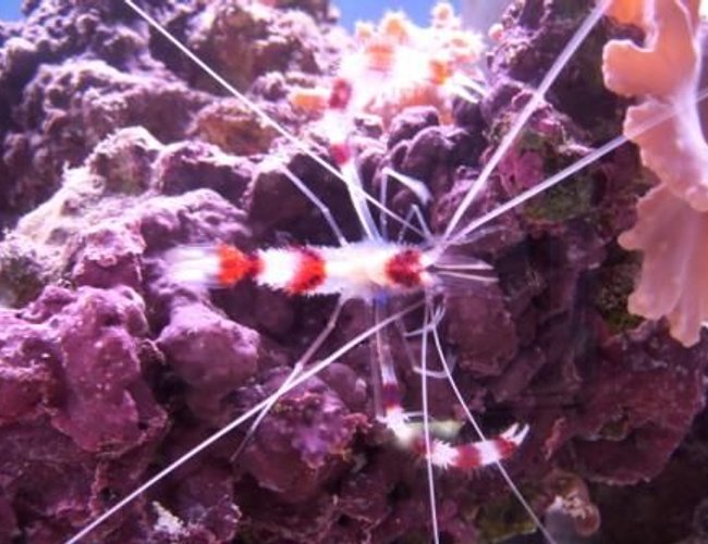 corals inverts - stenopus hispidus - banded coral shrimp stocking in 500 gallons tank - Boxer Shrimp corals inverts - stenopus hispidus - banded coral shrimp stocking in 500 gallons tank - Boxer Shrimp