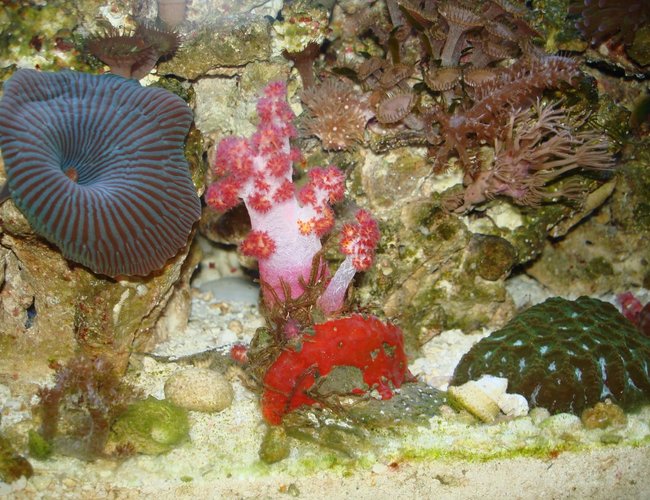 corals inverts - dendronephthya sp. - carnation tree coral stocking in 30 gallons tank - pink carnation corals inverts - dendronephthya sp. - carnation tree coral stocking in 30 gallons tank - pink carnation