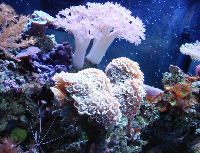 corals inverts - alveopora sp. - alveopora coral stocking in 30 gallons tank - anvepora corals inverts - alveopora sp. - alveopora coral stocking in 30 gallons tank - anvepora
