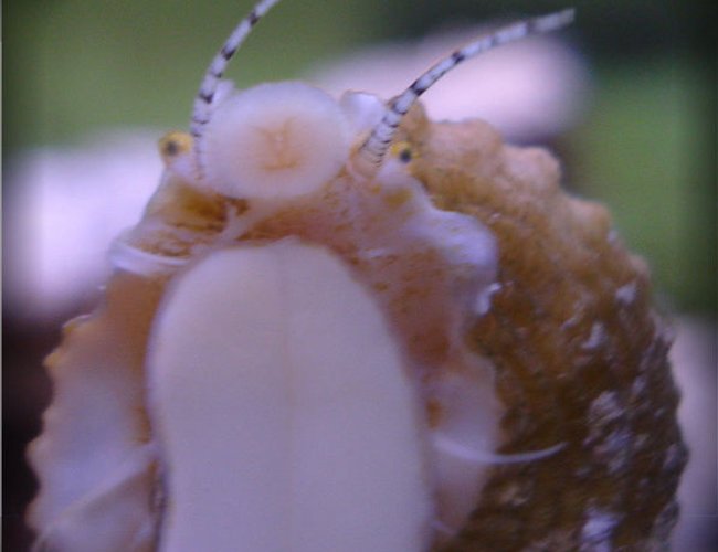 corals inverts - astraea sp. - astraea snail stocking in 20 gallons tank - One of my Astrea Snails. I like this one, it looks like he's waiving. corals inverts - astraea sp. - astraea snail stocking in 20 gallons tank - One of my Astrea Snails. I like this one, it looks like he's waiving.
