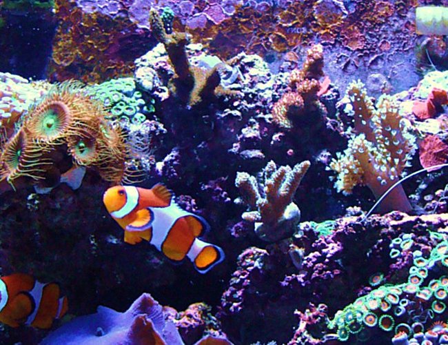 corals inverts - protopalythoa sp. - button polyp stocking in 14 gallons tank - My First Reef Tank ( 10 month old Bio-Cube 14 ) corals inverts - protopalythoa sp. - button polyp stocking in 14 gallons tank - My First Reef Tank ( 10 month old Bio-Cube 14 )