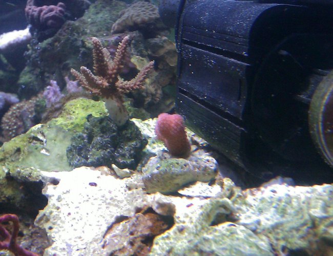 corals inverts - stylophora spp. - stylophora coral stocking in 55 gallons tank - Pink Stylopora corals inverts - stylophora spp. - stylophora coral stocking in 55 gallons tank - Pink Stylopora