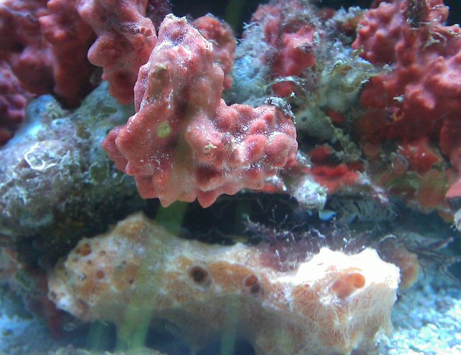 corals inverts - spondylus - spiny oyster stocking in 55 gallons tank - spiney oyster corals inverts - spondylus - spiny oyster stocking in 55 gallons tank - spiney oyster