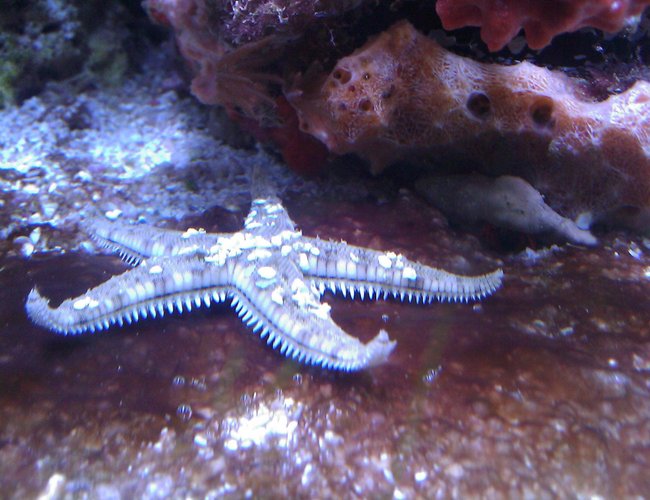 corals inverts - astropecten polycanthus - sand sifting sea star stocking in 55 gallons tank - Sand Sifting Star & stupid red slime algae corals inverts - astropecten polycanthus - sand sifting sea star stocking in 55 gallons tank - Sand Sifting Star & stupid red slime algae
