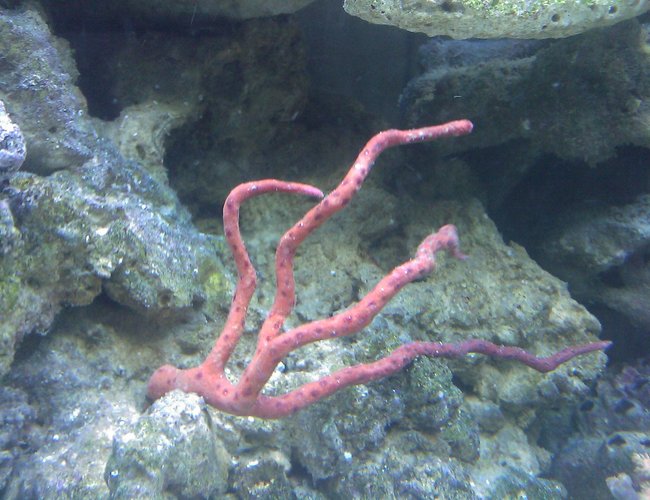 corals inverts - gorgonia sp. - red sea fan stocking in 55 gallons tank - Red Gorgonia corals inverts - gorgonia sp. - red sea fan stocking in 55 gallons tank - Red Gorgonia