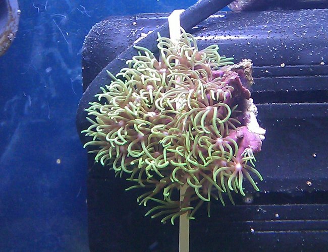 corals inverts - briareum sp. - starburst polyp stocking in 55 gallons tank - Metallic Green Starburst Polyps corals inverts - briareum sp. - starburst polyp stocking in 55 gallons tank - Metallic Green Starburst Polyps