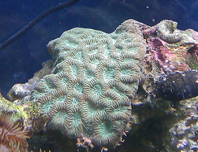 corals inverts - favites sp. - brain coral stocking in 55 gallons tank - Green Brain corals inverts - favites sp. - brain coral stocking in 55 gallons tank - Green Brain