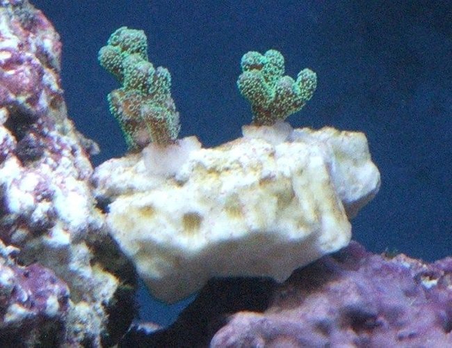 corals inverts - seriatopora guttatus - orange guttatus birdsnest coral stocking in 58 gallons tank - Neon green birdsnest corals inverts - seriatopora guttatus - orange guttatus birdsnest coral stocking in 58 gallons tank - Neon green birdsnest
