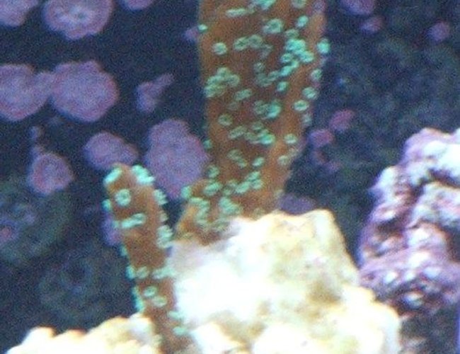 corals inverts - stylophora pistillata - green stylophora stocking in 58 gallons tank - Some kind of stylophora maybe? corals inverts - stylophora pistillata - green stylophora stocking in 58 gallons tank - Some kind of stylophora maybe?