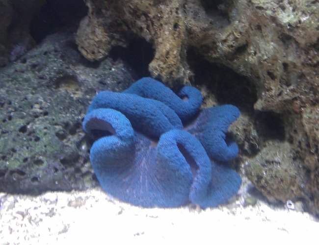 corals inverts - stichodactyla haddoni - haddon's carpet anemone, blue stocking in 55 gallons tank - Blue Carpet corals inverts - stichodactyla haddoni - haddon's carpet anemone, blue stocking in 55 gallons tank - Blue Carpet