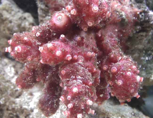 corals inverts - nephthyigorgia sp. - chili cactus coral stocking in 55 gallons tank - Chili Coral Blooming corals inverts - nephthyigorgia sp. - chili cactus coral stocking in 55 gallons tank - Chili Coral Blooming