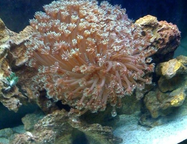 corals inverts - alveopora sp. - alveopora coral stocking in 55 gallons tank - FLOWER POT CORAL corals inverts - alveopora sp. - alveopora coral stocking in 55 gallons tank - FLOWER POT CORAL