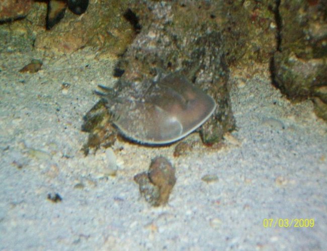 corals inverts - limulus polyphemus - horseshoe crab stocking in 155 gallons tank - horshoe crab corals inverts - limulus polyphemus - horseshoe crab stocking in 155 gallons tank - horshoe crab