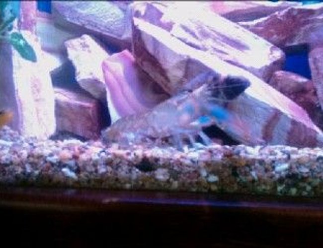 corals inverts - procambarus sp. - hammers cobalt blue lobster stocking in 60 gallons tank - Freddy the Lobster corals inverts - procambarus sp. - hammers cobalt blue lobster stocking in 60 gallons tank - Freddy the Lobster