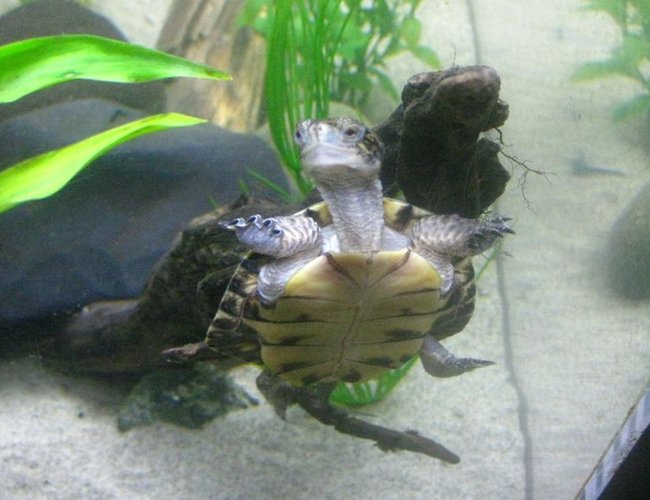 corals inverts - trachemys scripta scripta - yellow belly slider turtle stocking in 65 gallons tank - My Turtle corals inverts - trachemys scripta scripta - yellow belly slider turtle stocking in 65 gallons tank - My Turtle