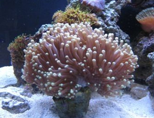 corals inverts - heteractis crispa - sebae anemone stocking in 12 gallons tank - my tank corals inverts - heteractis crispa - sebae anemone stocking in 12 gallons tank - my tank