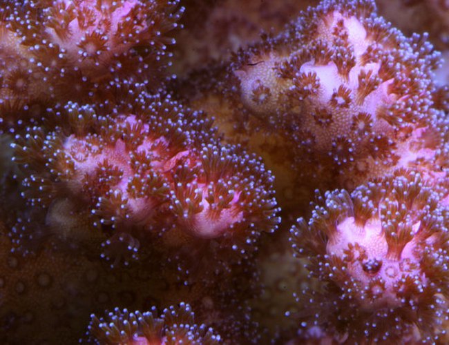 corals inverts - pocillopora damicornis - pink pocillopora coral stocking in 210 gallons tank - Pink Pocillopora corals inverts - pocillopora damicornis - pink pocillopora coral stocking in 210 gallons tank - Pink Pocillopora